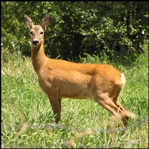 asi takto vyzerala ked zila